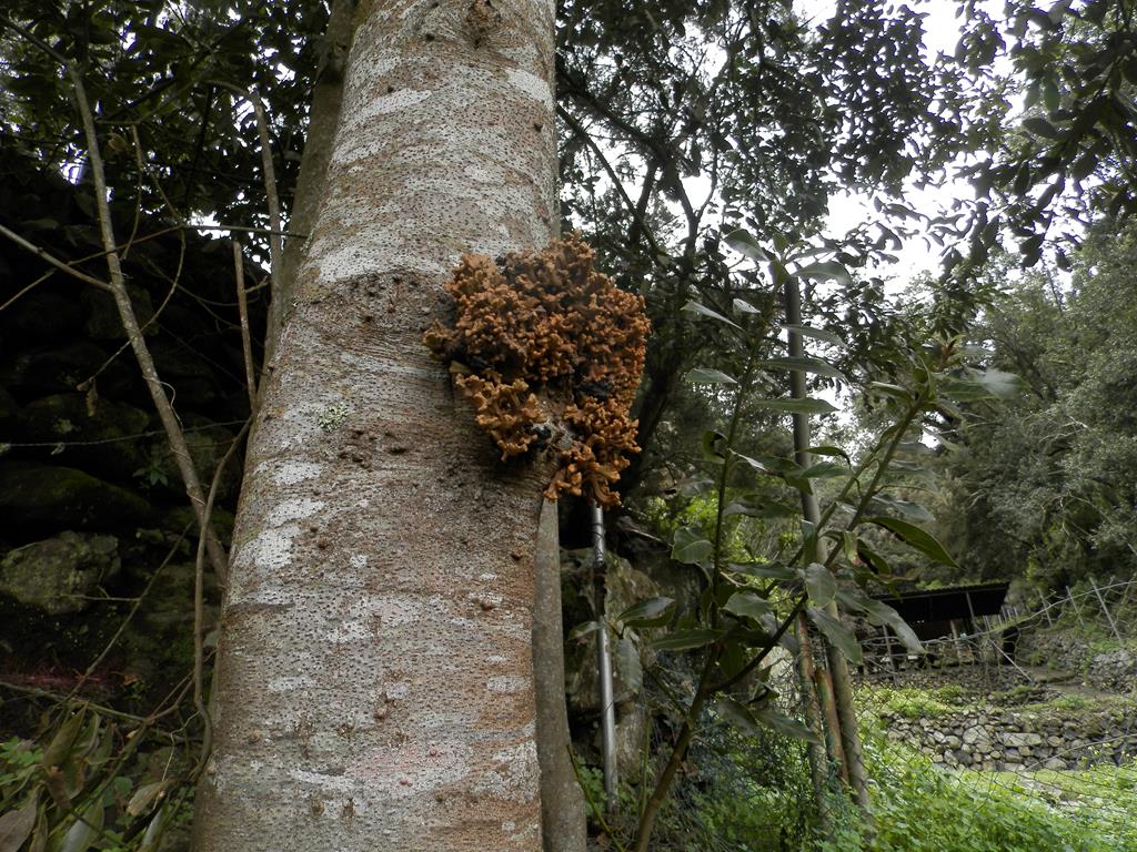 Wanderung vom Rocko de Agando, El Cercado, Hermigua