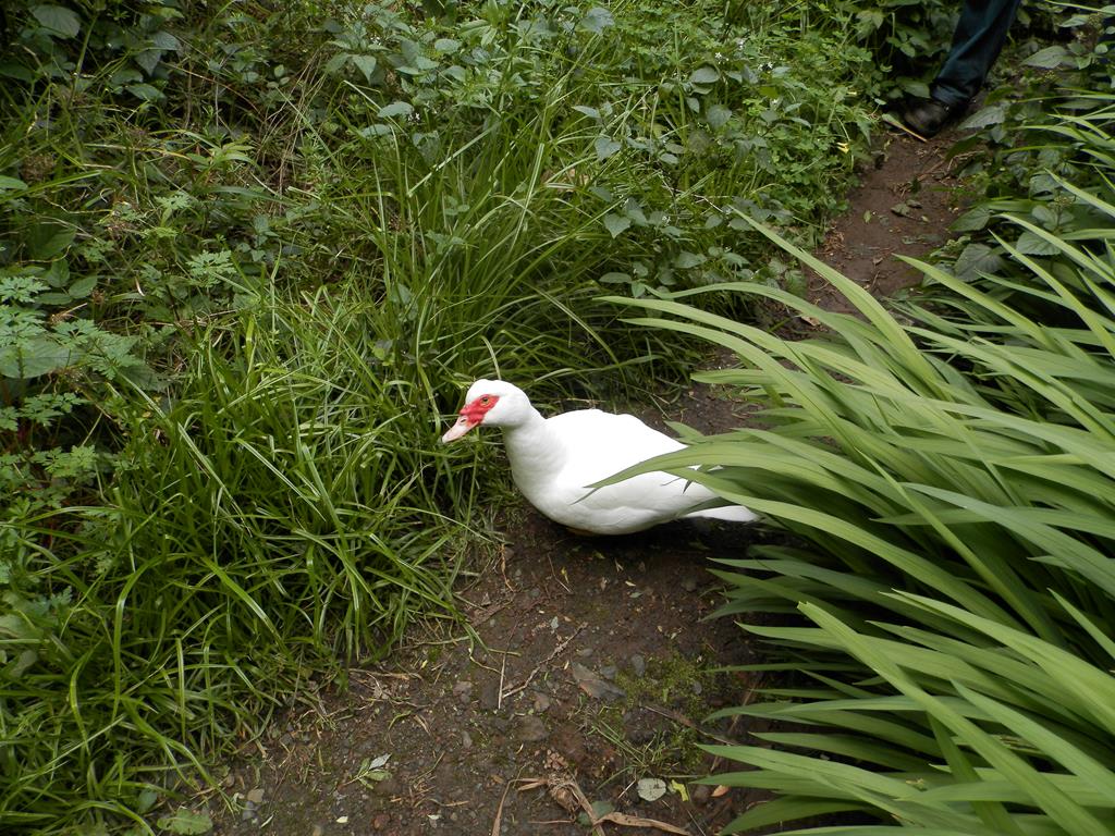 Wanderung vom Rocko de Agando, El Cercado, Hermigua