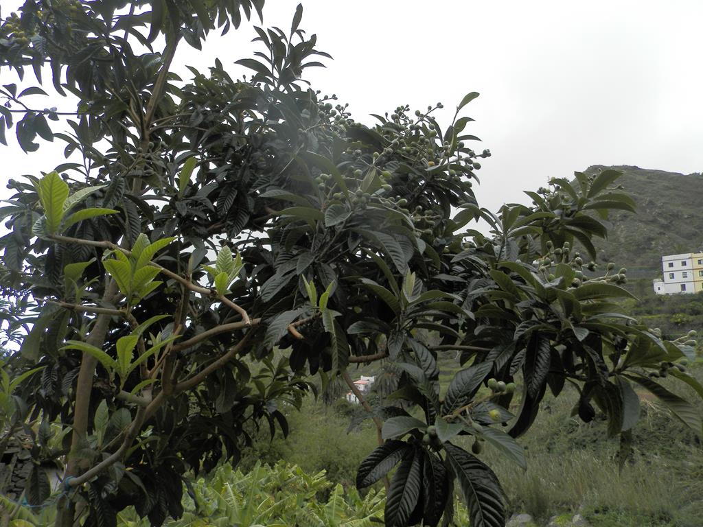 Wanderung vom Rocko de Agando, El Cercado, Hermigua