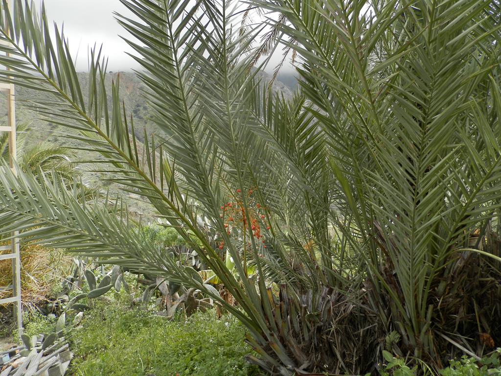 Wanderung vom Rocko de Agando, El Cercado, Hermigua