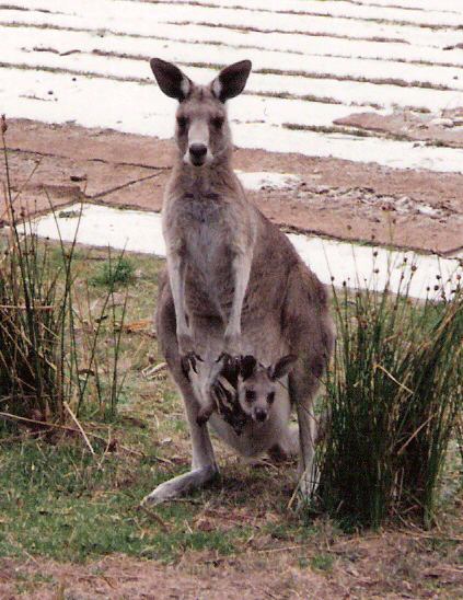 K&auml;ngeru auf dem Golfplatz